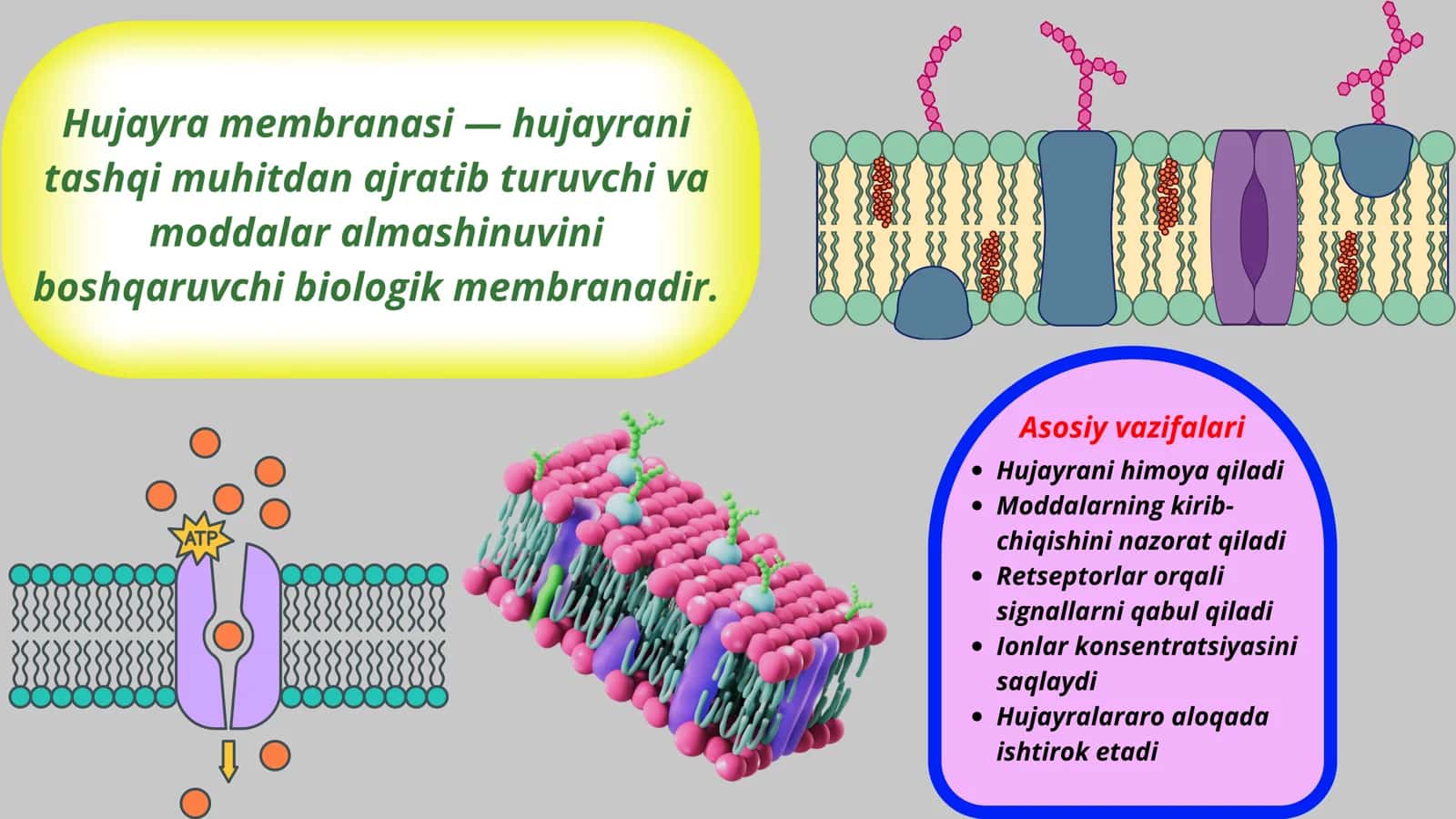 Hujayra fiziologiyasi. Hujayra membranasi tuzulishi.Ion kanallari turlari 2