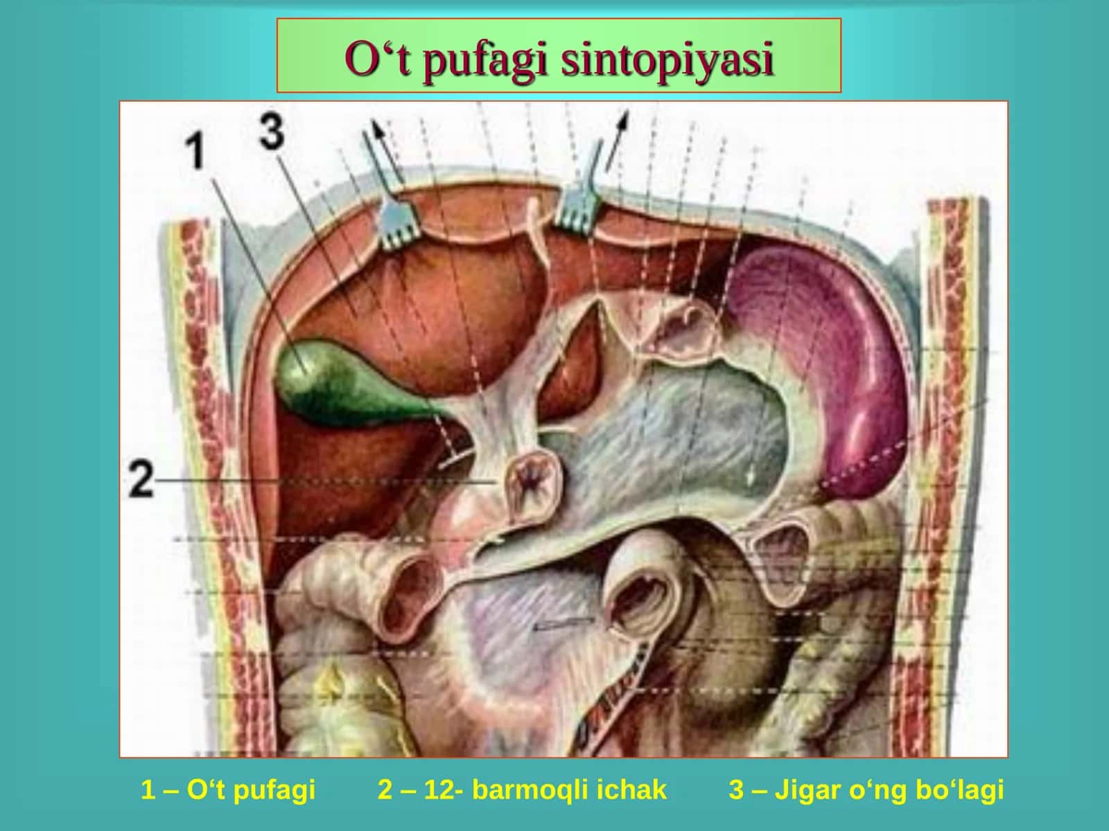 O„t ishlab chiqarish fiziologiyasi 2