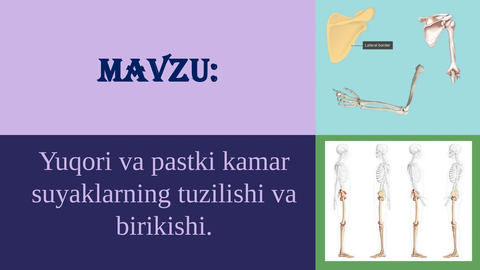 Odamlar anatomiyasi va fiziolagiyasi 2