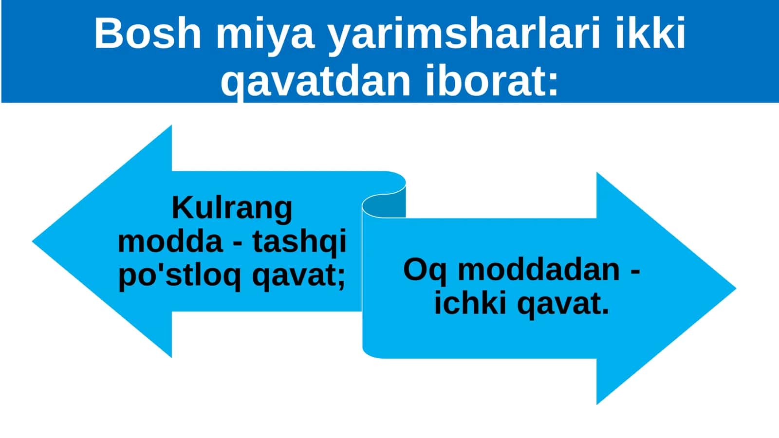 8-Sinf Biologiya: “Bosh Miya Katta Yarimsharlarining Tuzilishi” Taqdimot 2