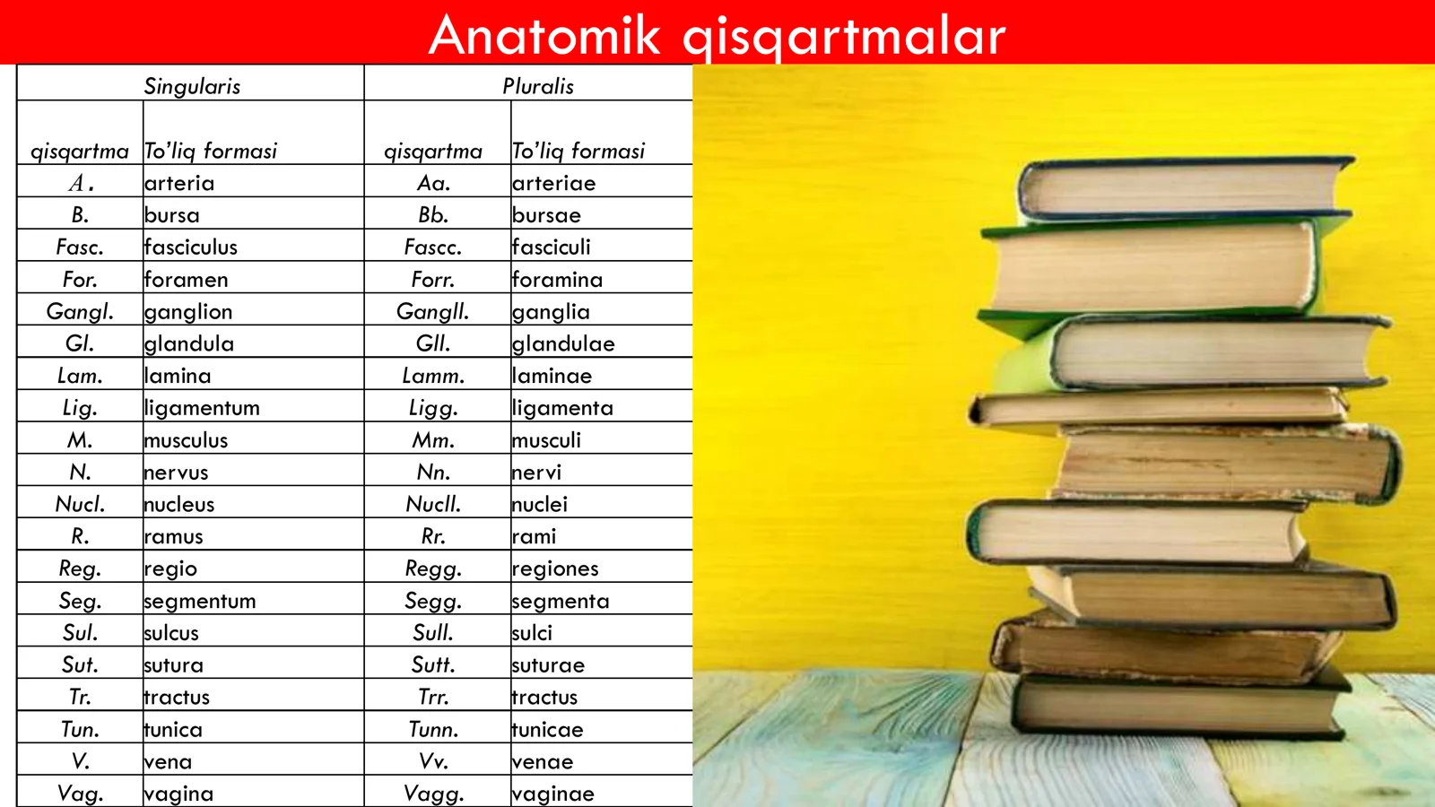 Yurak Anatomiyasi 2