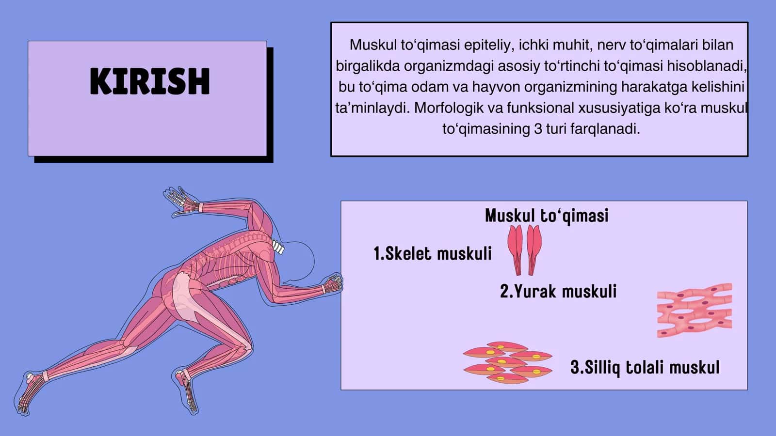 Muskullar fiziologiyasi 2