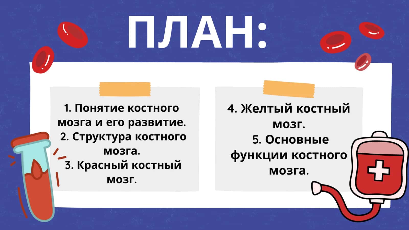 Костный мозг: развитие, структура, функции 2