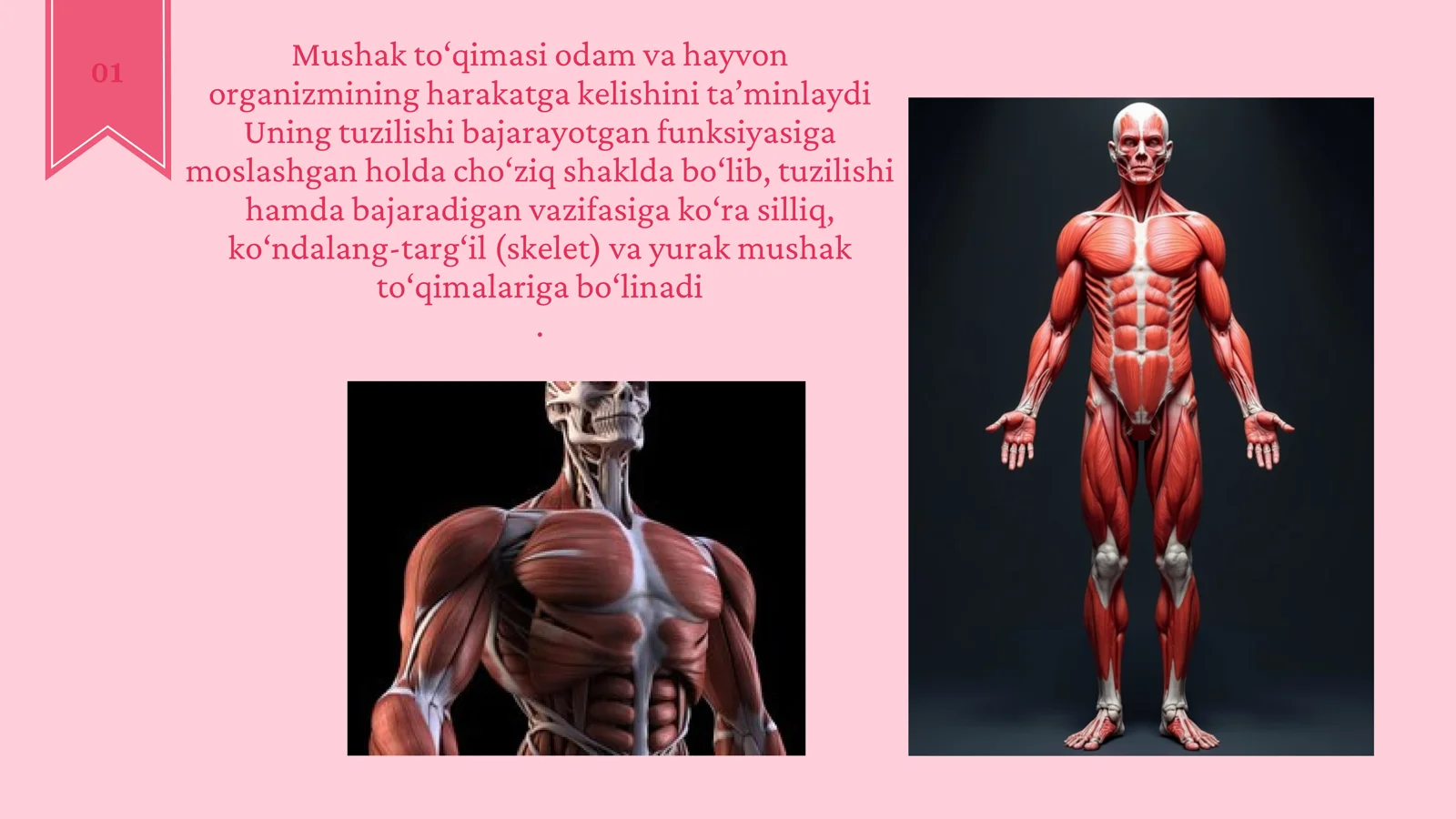Mushak to'qimasi 2