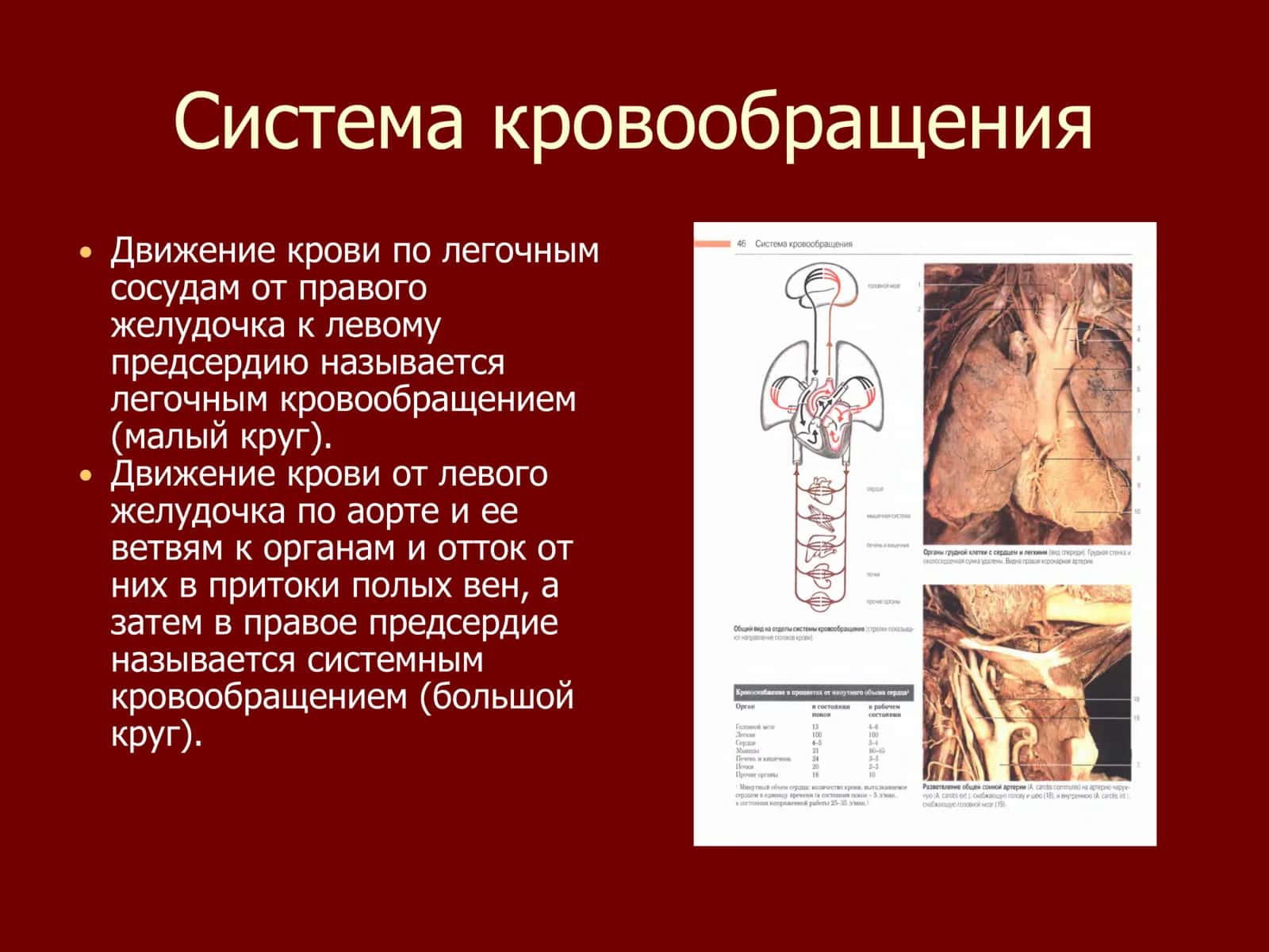 Основные закономерности распределения артерий 2