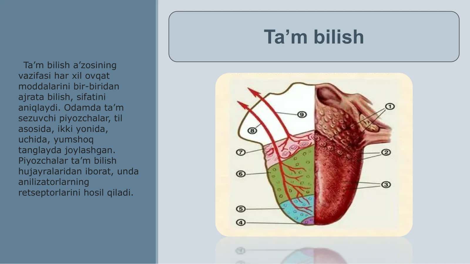 Ta’m bilish va hid bilish a’zolarining funksional anatomiyasi 2