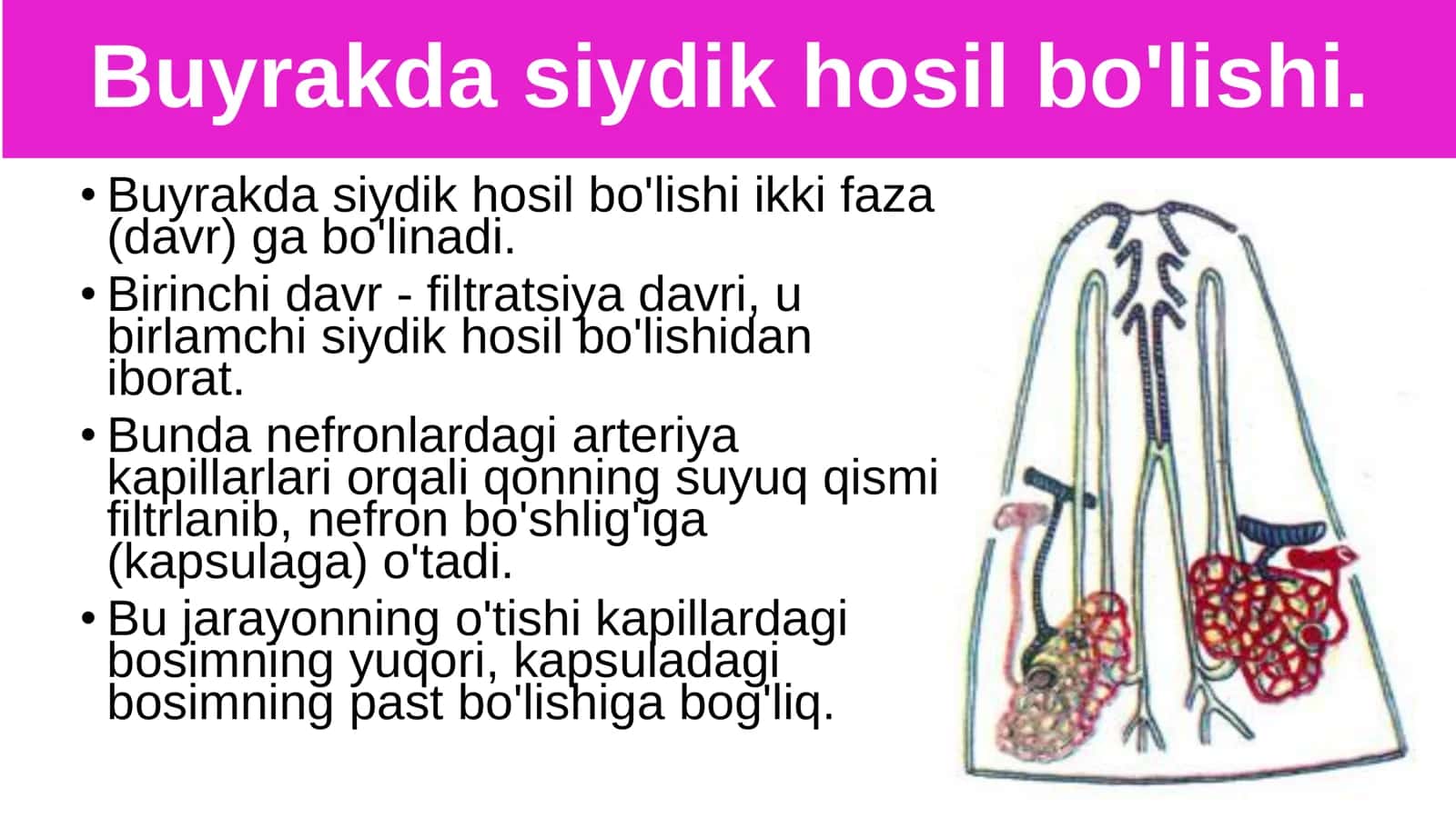 8-Sinf Biologiya: “Siydik Ajratish Organlarining Funksiyasi” Taqdimot 2