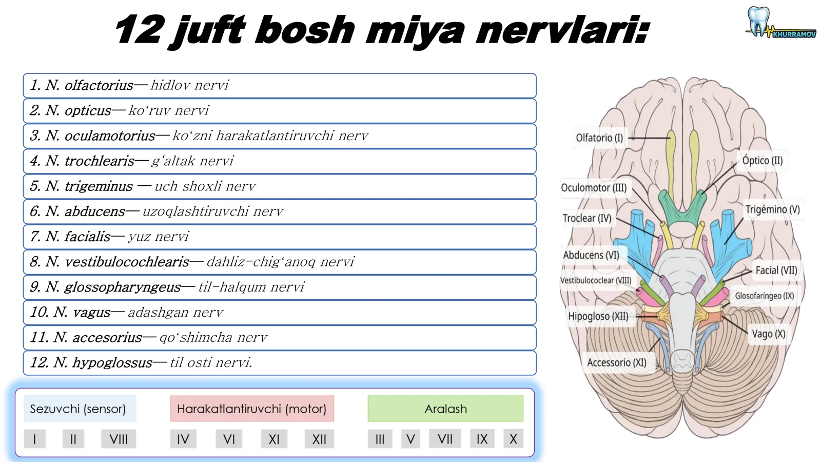 12- juft bosh miya nervlari 2