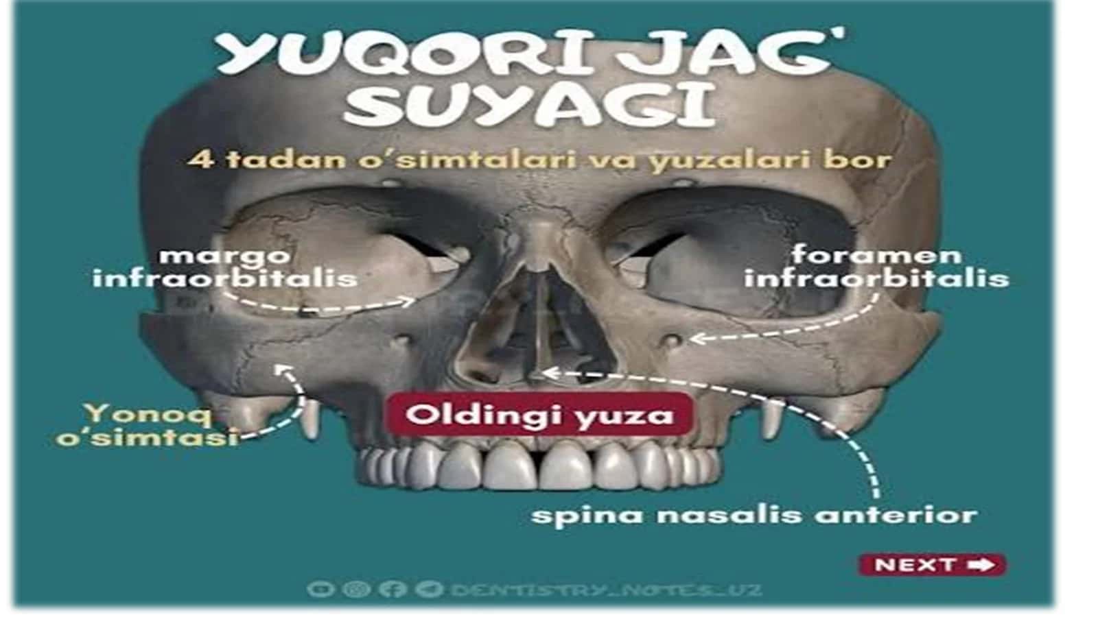 Yuqori jag‘ va yuz sohasi fassial 3
