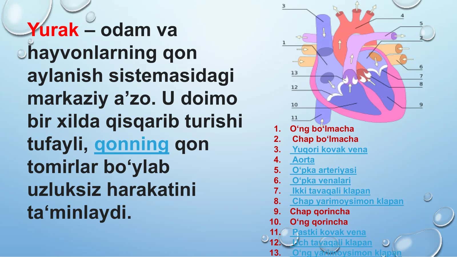 YURAKNING RIVOJLANISH NUQSONLARI 3