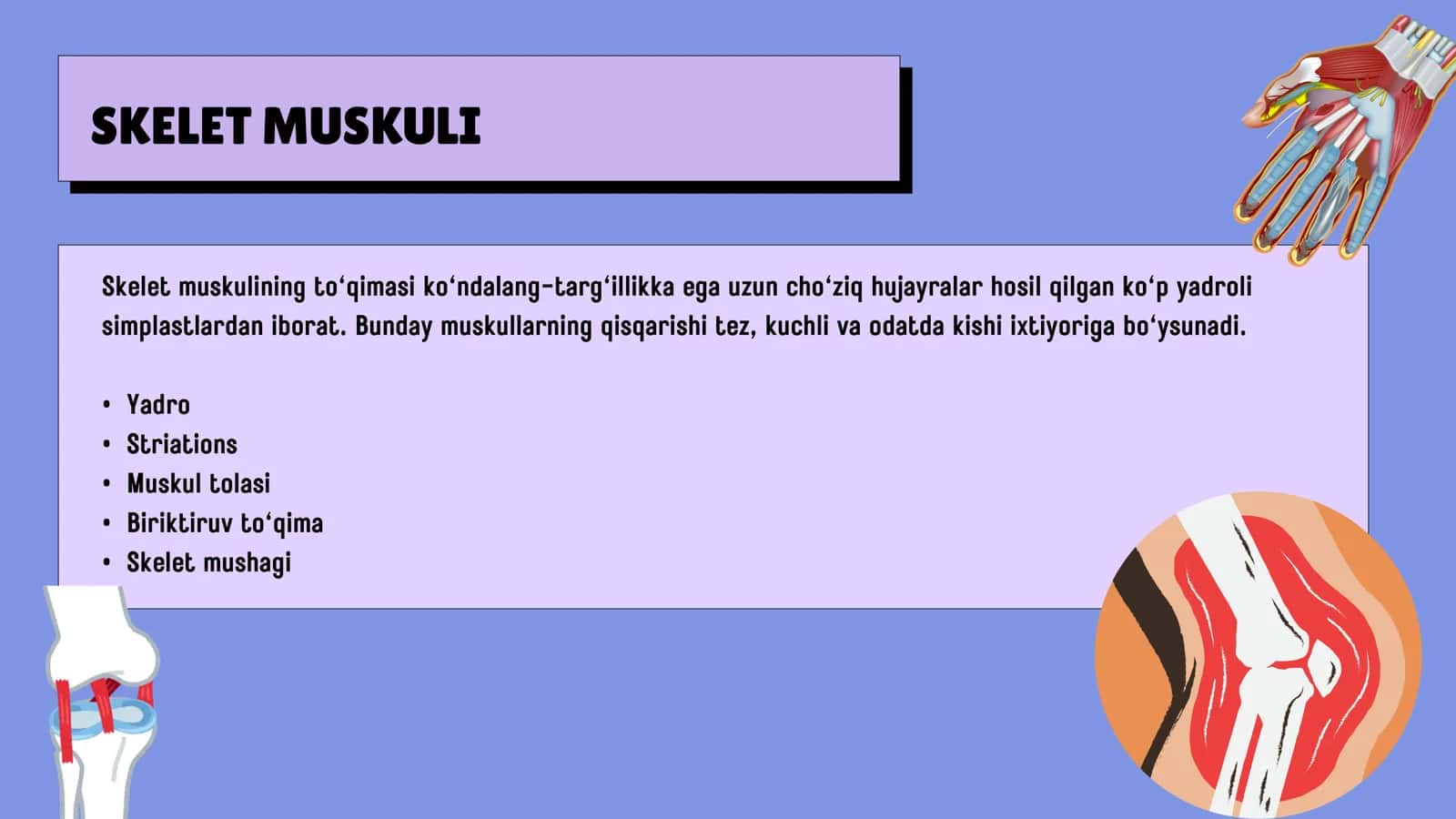 Muskullar fiziologiyasi 3