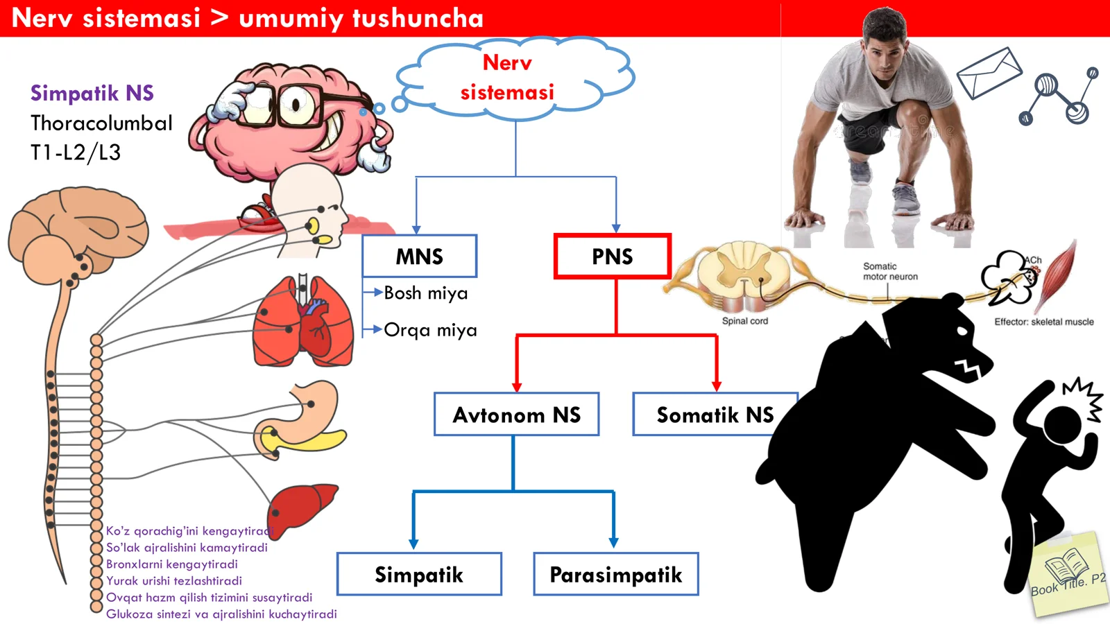 Nerv Sistemasi Anatomiyasi 3