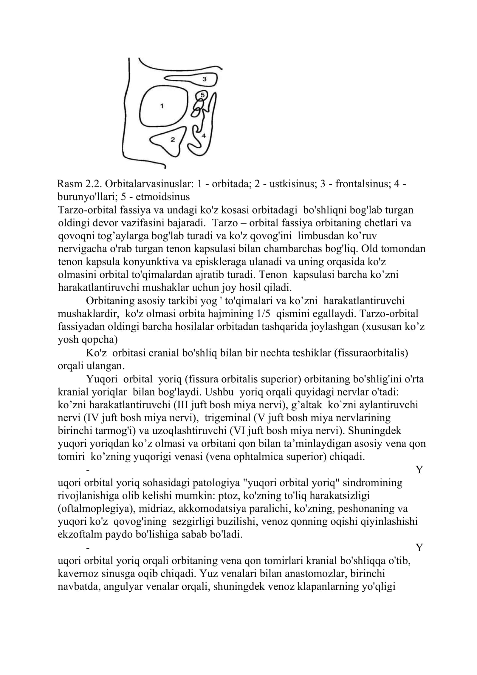 KO`RUV ORGANINING ANATOMIYASI 3