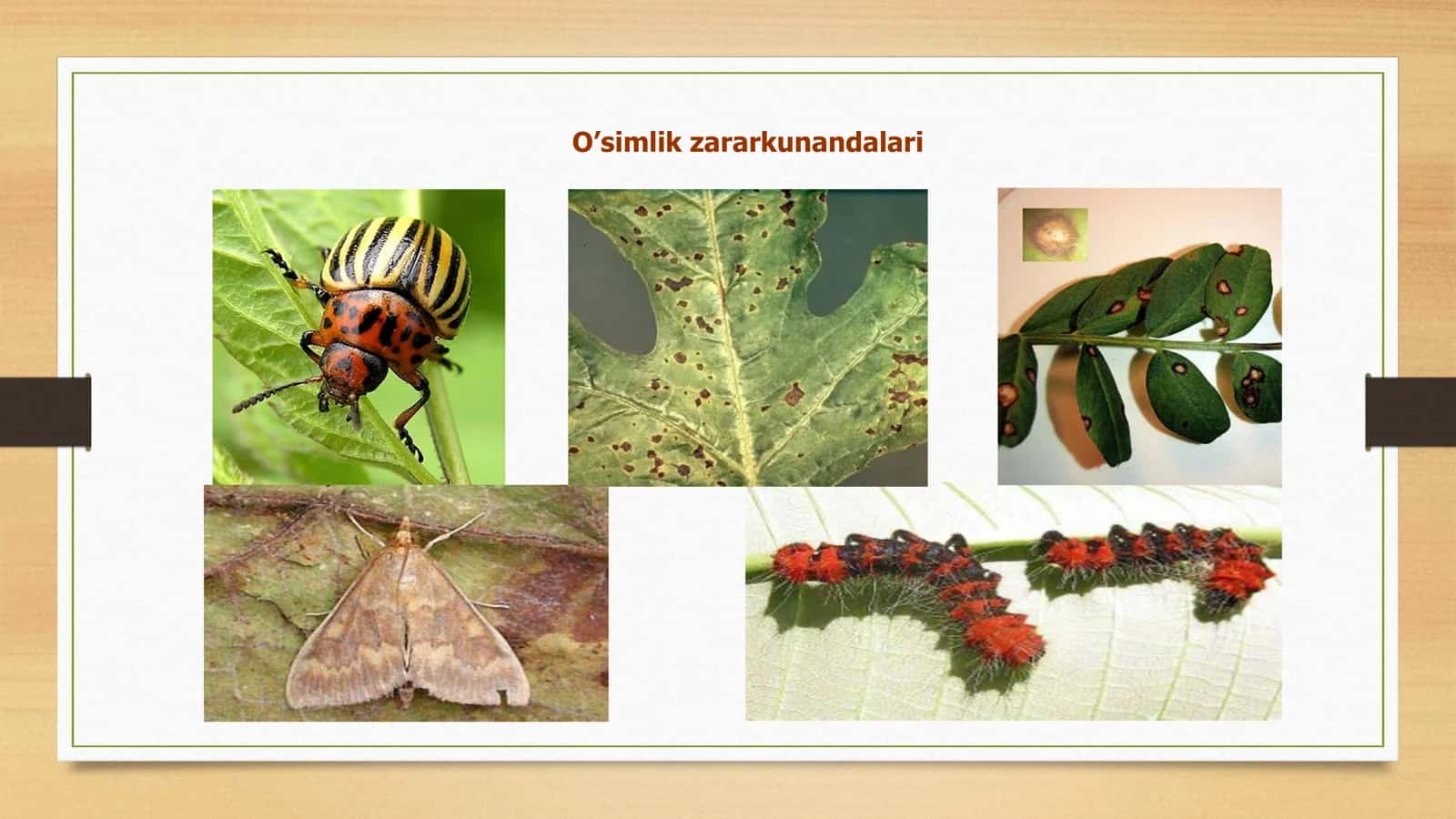 O'simliklarni himoya qilish mashinalari 3