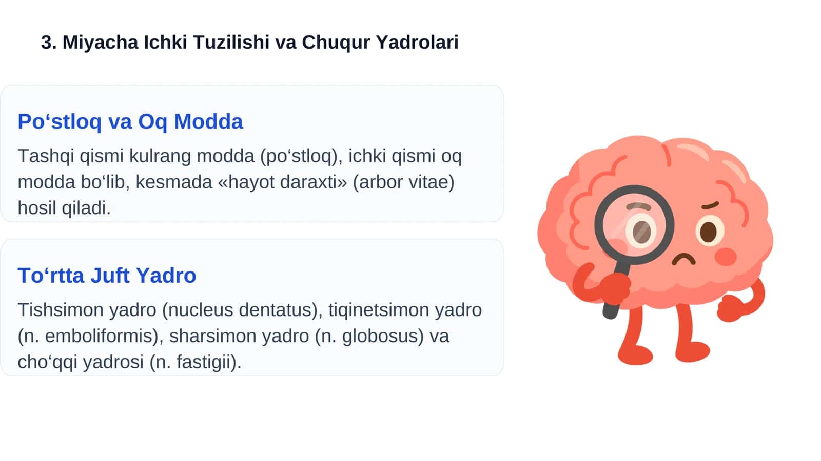 Miyacha (Cerebellum): Umumiy Tavsif va Joylashuvi 3