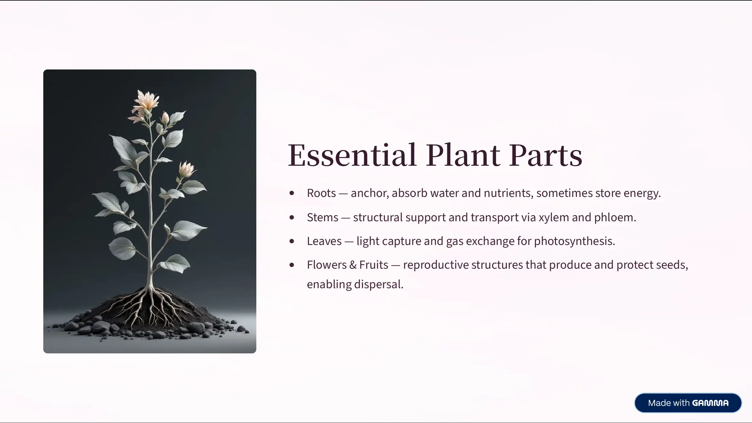 Essential Plant Parts 3