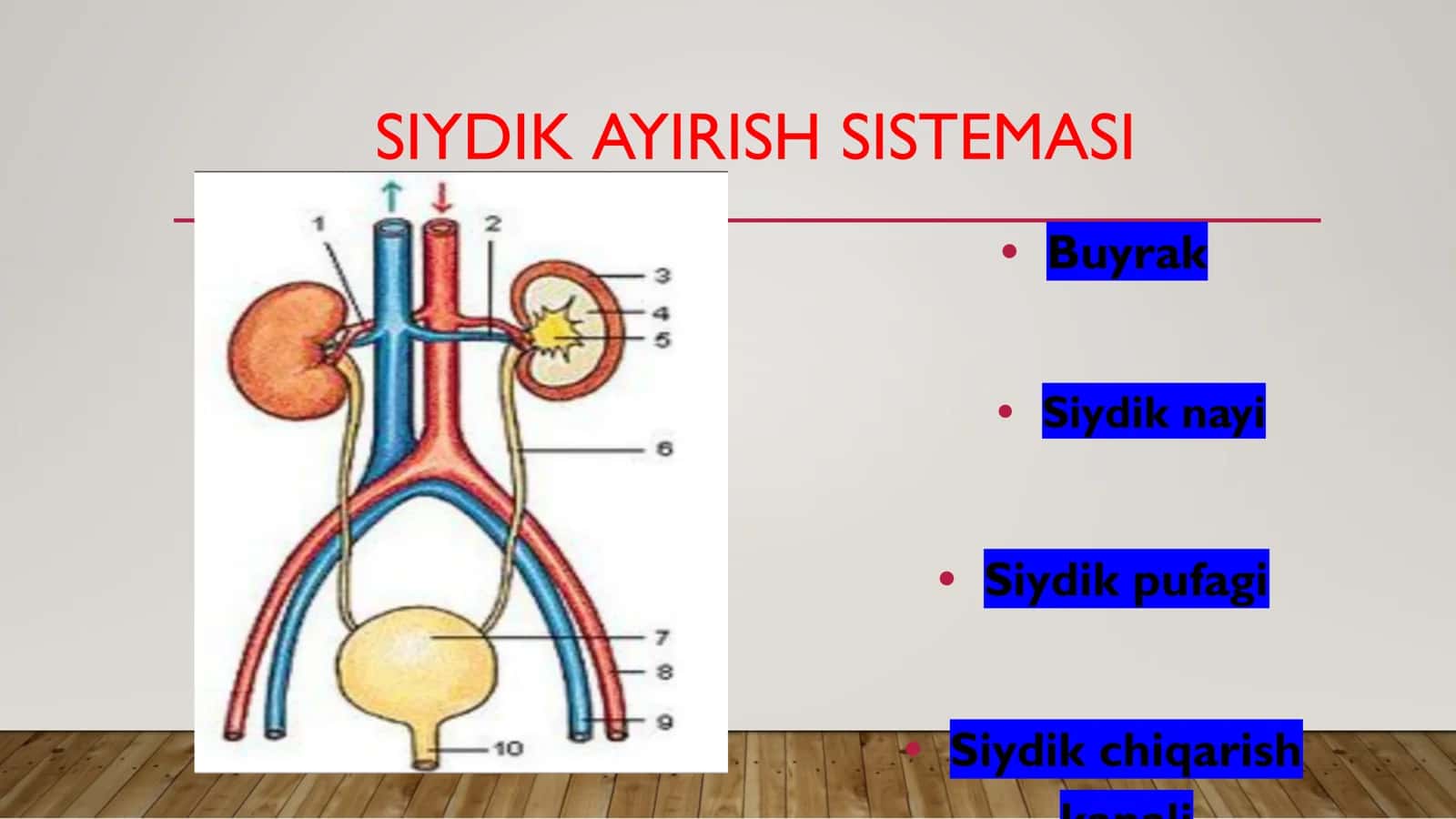 Siydik ayiruv a’zolarining rivojlanish nuqsonlari 3