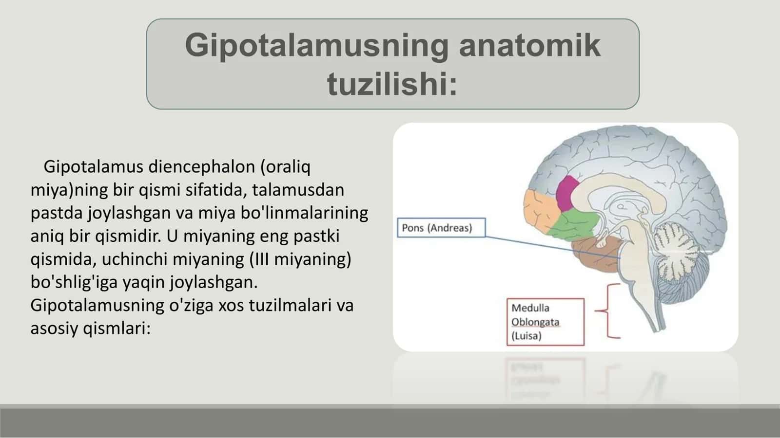 Gipotalamus tuzilishi va vazifalari 3