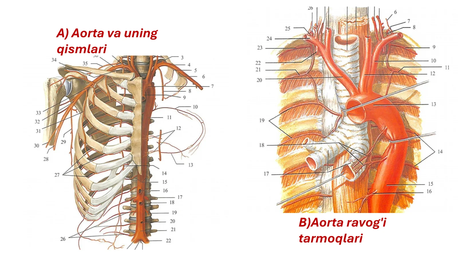 Aorta, Aorta ravogʻi anatomiyasi 3