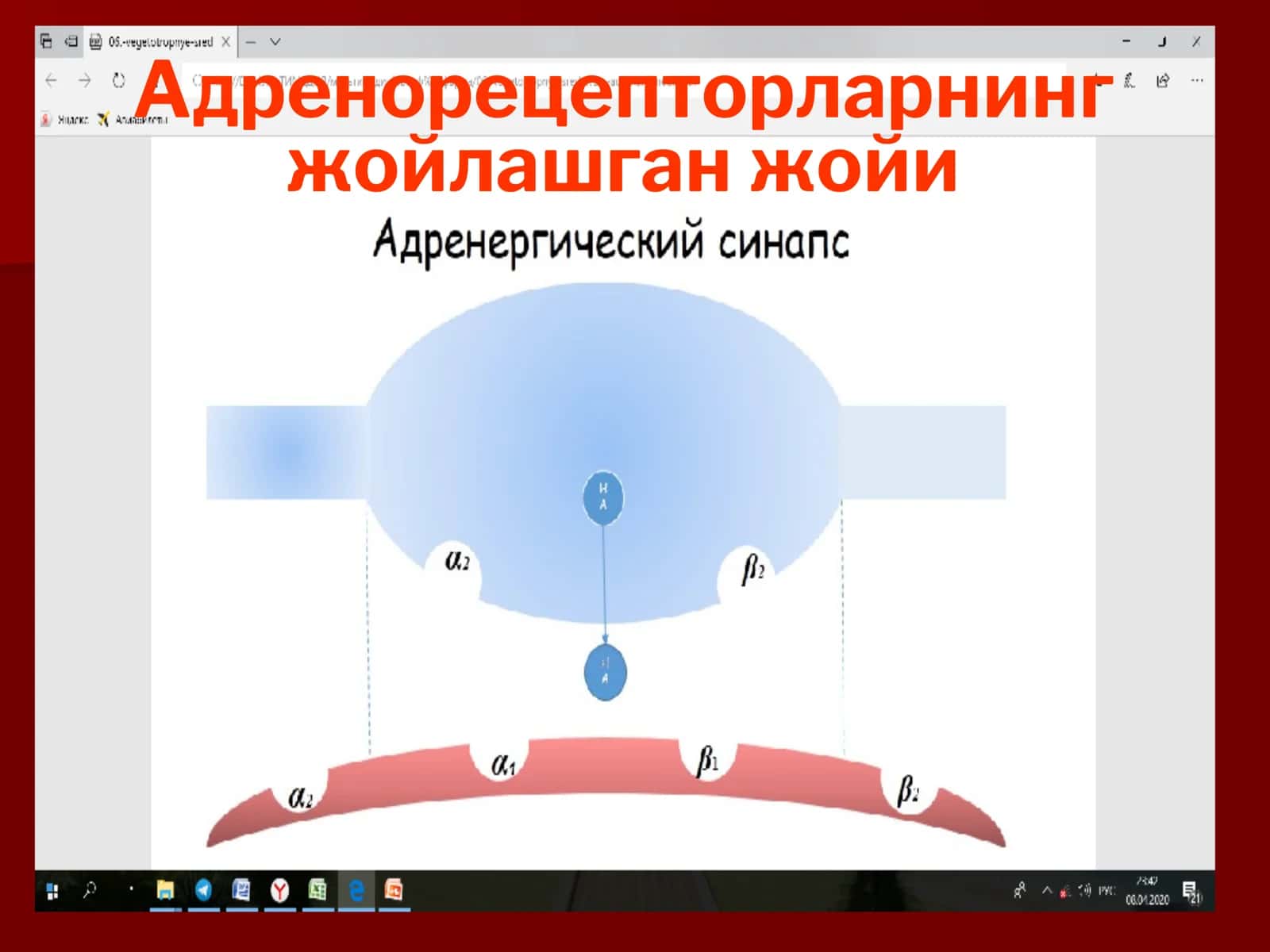 Адренорецепторларга таъсир этувчи воситалар 3