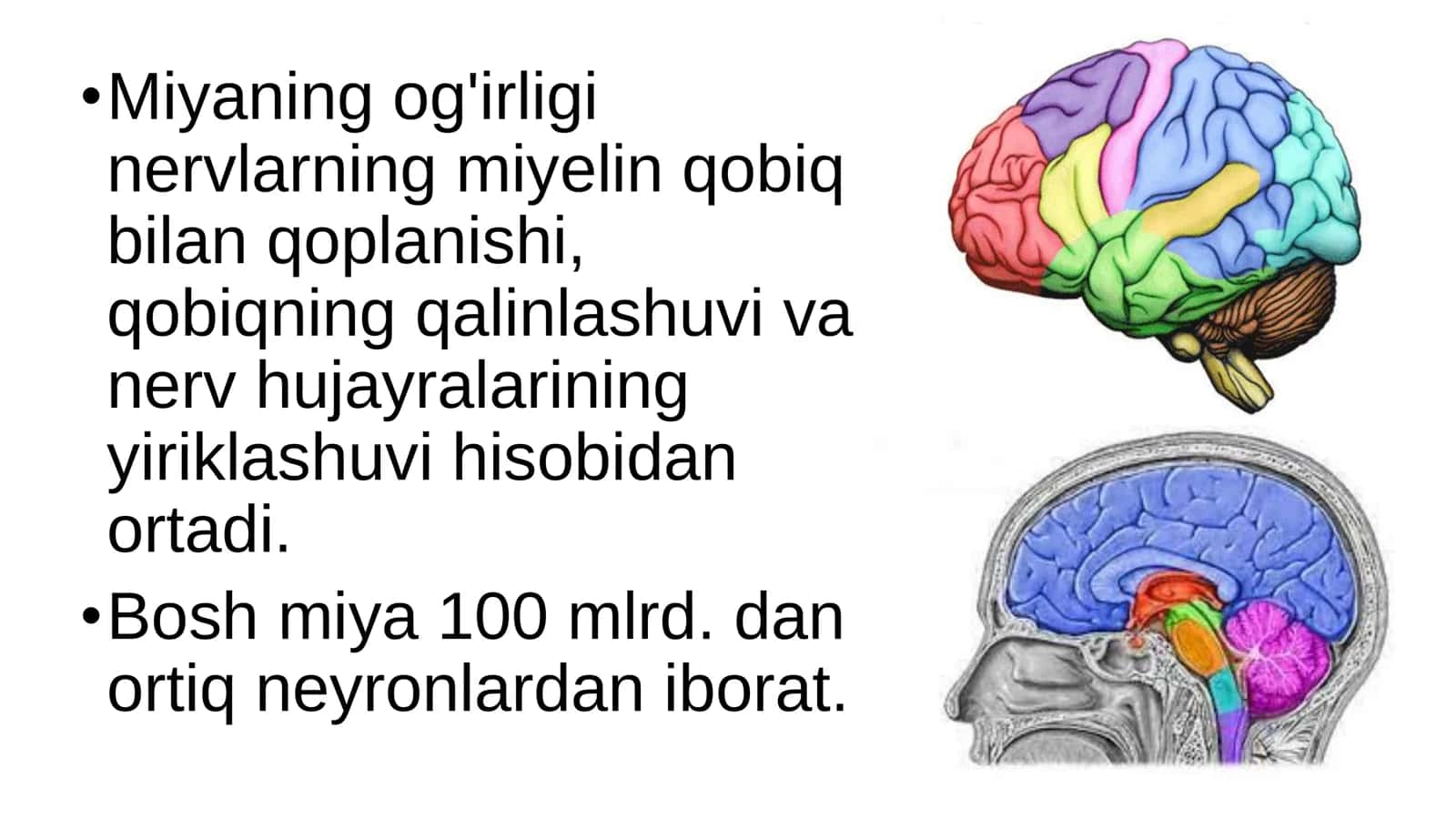 8-Sinf Biologiya: “Bosh Miyaning Tuzilishi va Funksiyasi” Taqdimot 3