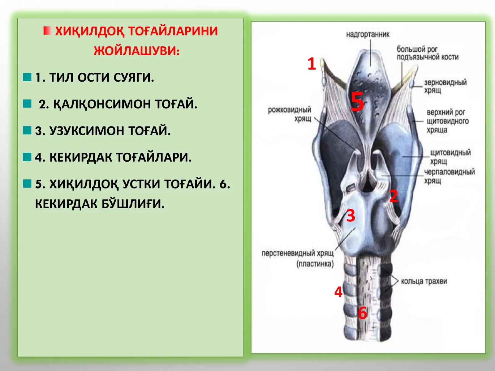 ХИҚИЛДОҚНИ КЛИНИК АНАТОМИЯСИ 3