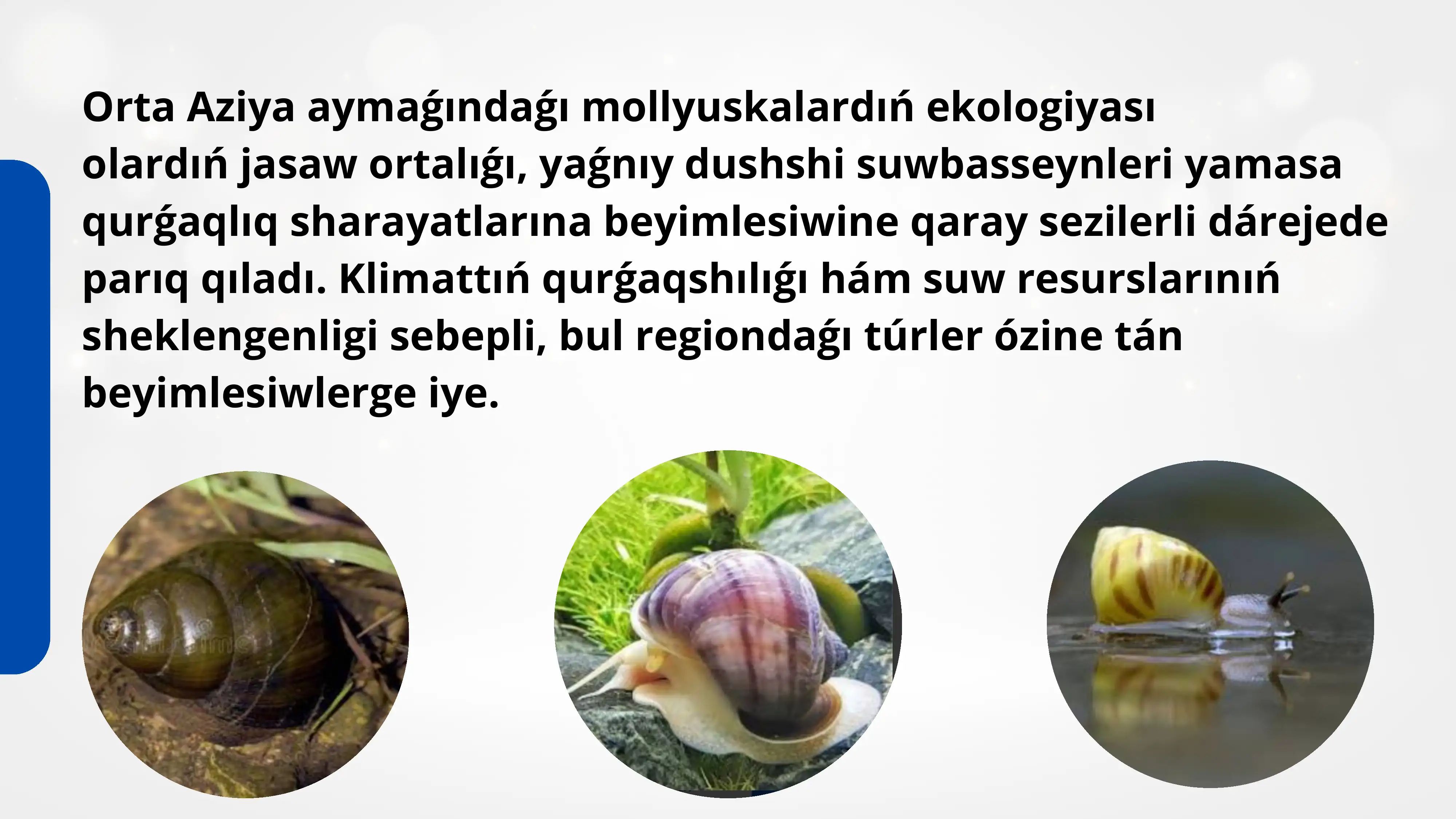 MOLLYUSKALAR TIPI (MOLLUSCA) 3
