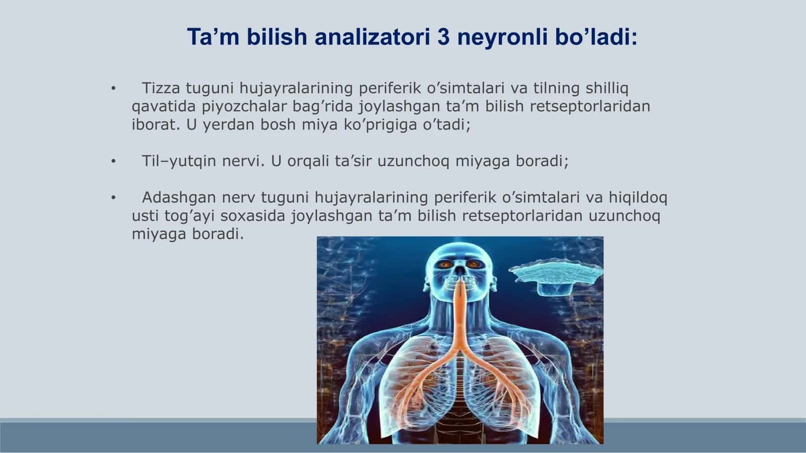 Ta’m bilish va hid bilish a’zolarining funksional anatomiyasi 3