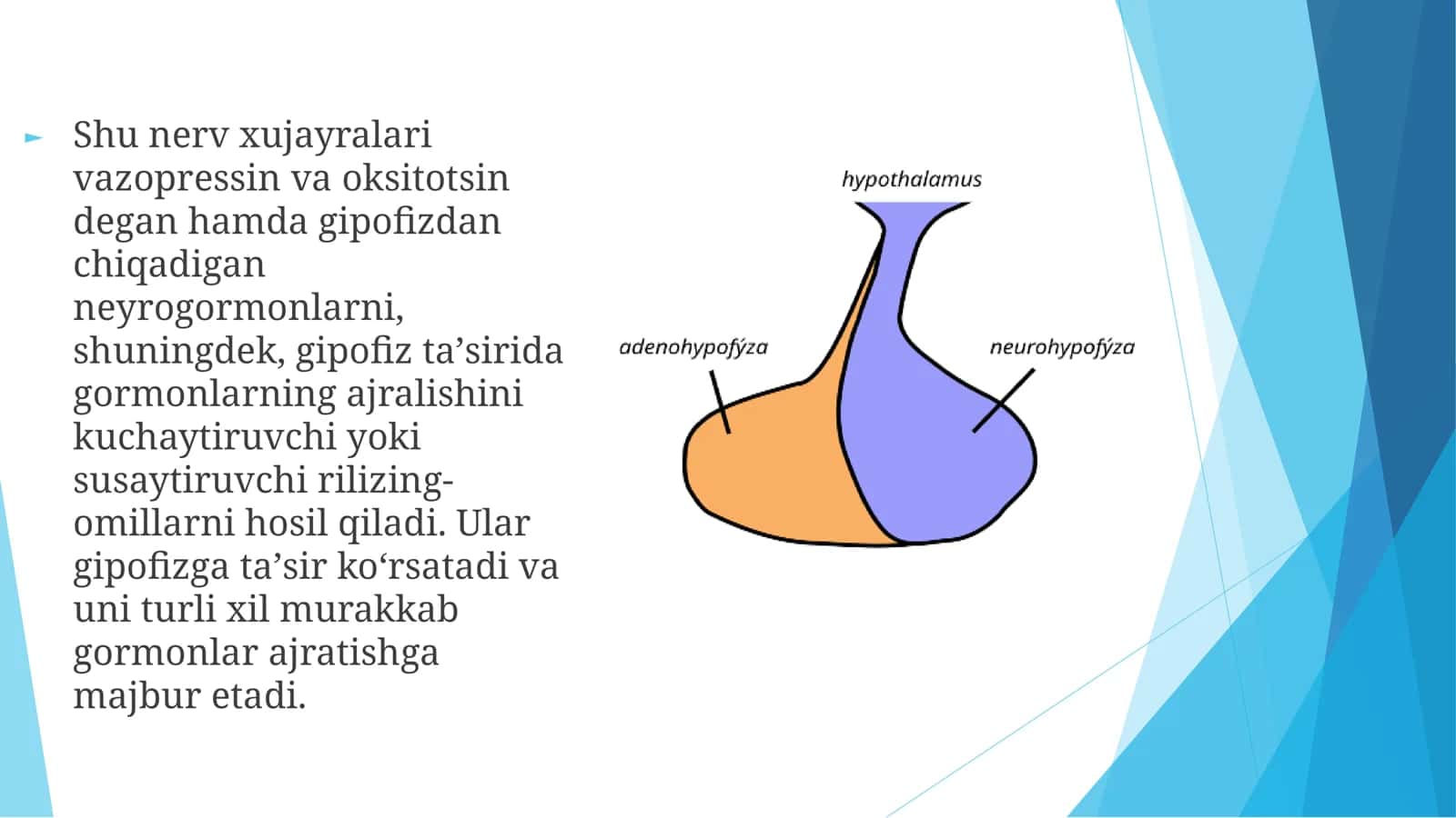 Gipotalamus o'zaklari va ularning klinik ahamiyati 3