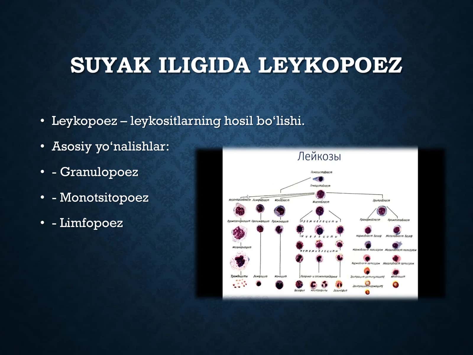 EMBRIONAL VA POSTEMBRIONAL GEMATOPOEZ 3