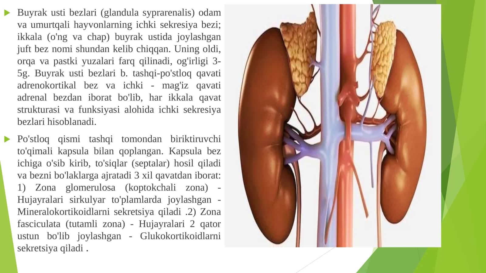Buyrak uati bezi va jinsiy bezlar 3