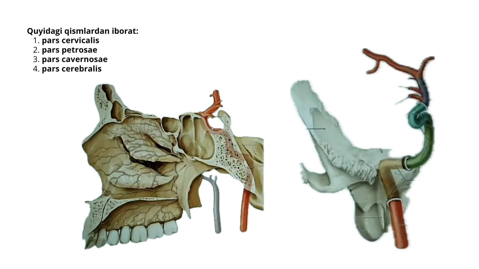 ICHKI UYQU ARTERIYASI 3