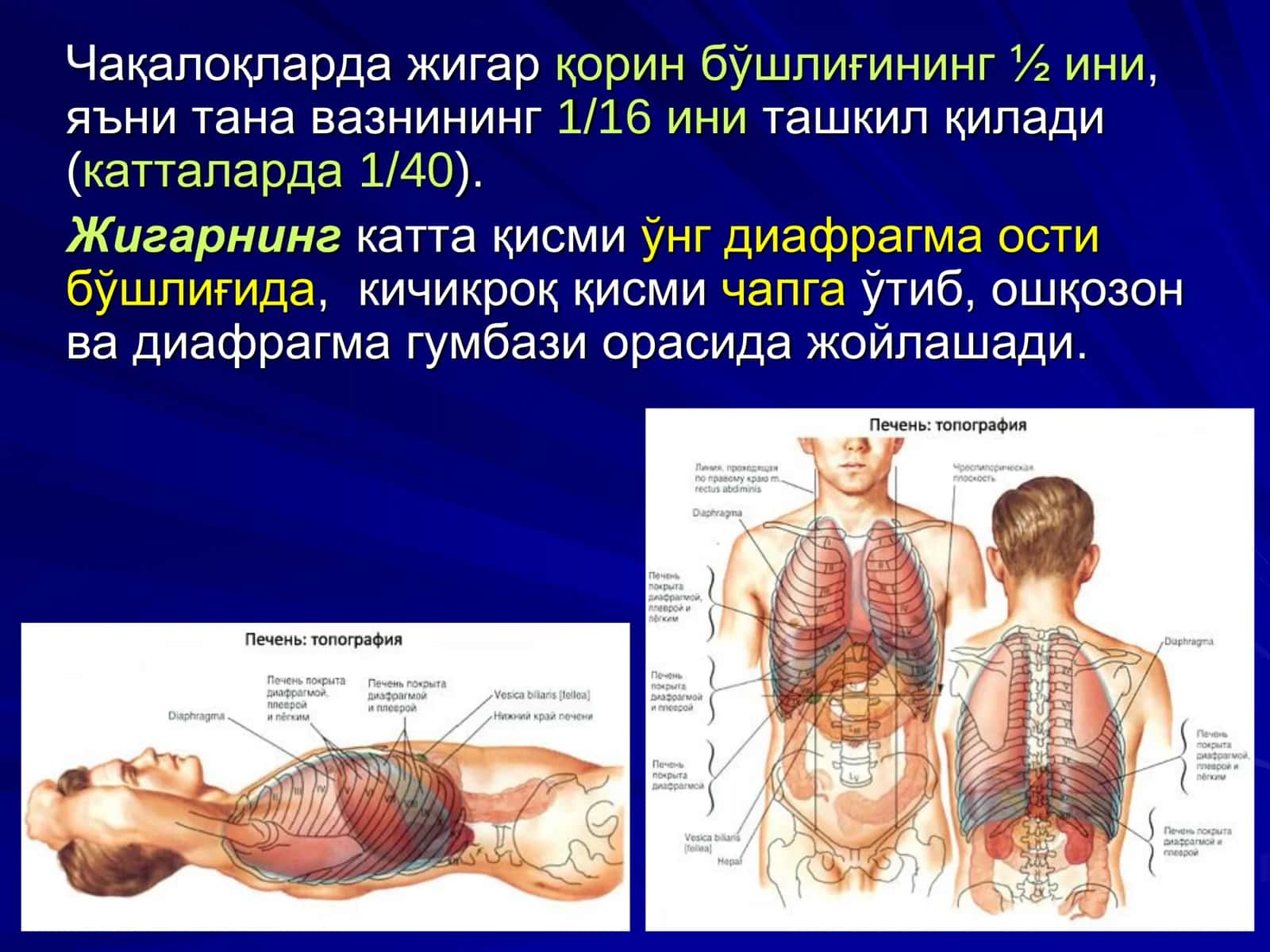 Жигар, Биляр Тизим ва Ошқозон Ости Бези Жарроҳлик Анатомияси 3