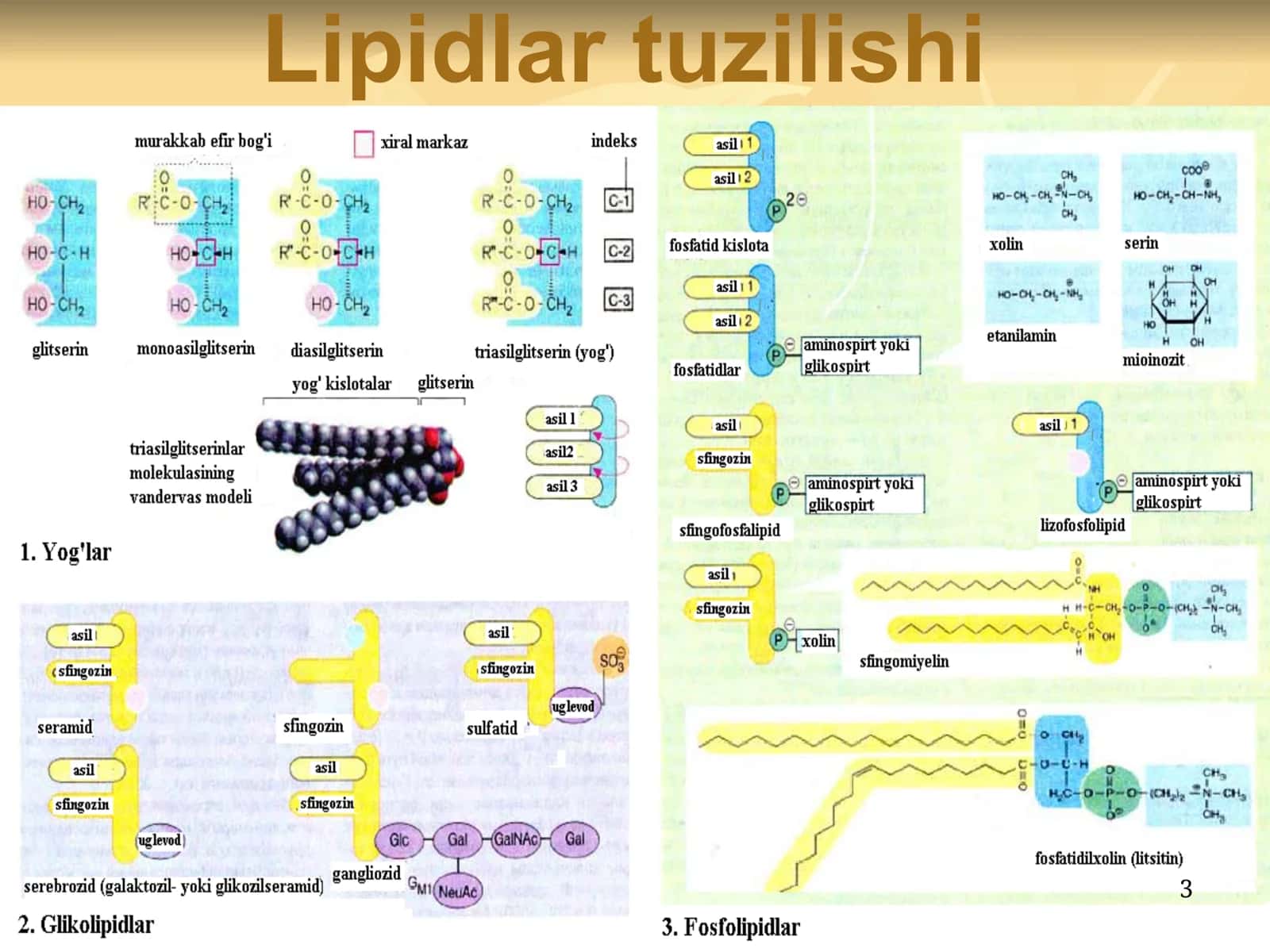 LIPIDLAR 3