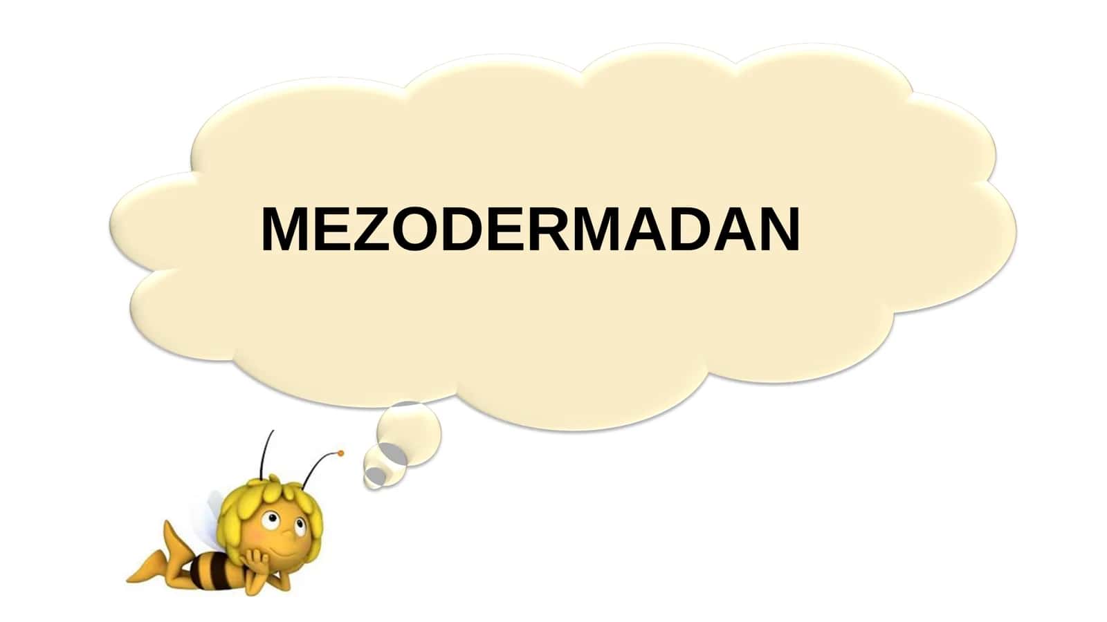 11-Sinf Biologiya: “Hayvonlarning Hazm Qilish Organlari Evolyutsiyasi” Taqdimot 3