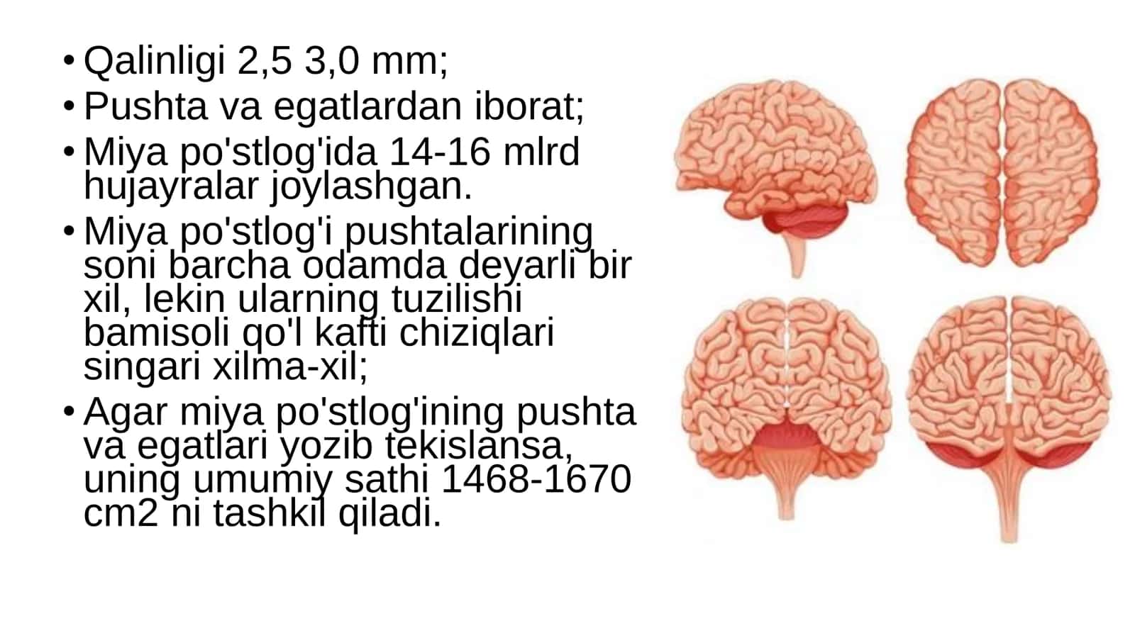 8-Sinf Biologiya: “Bosh Miya Katta Yarimsharlarining Tuzilishi” Taqdimot 3