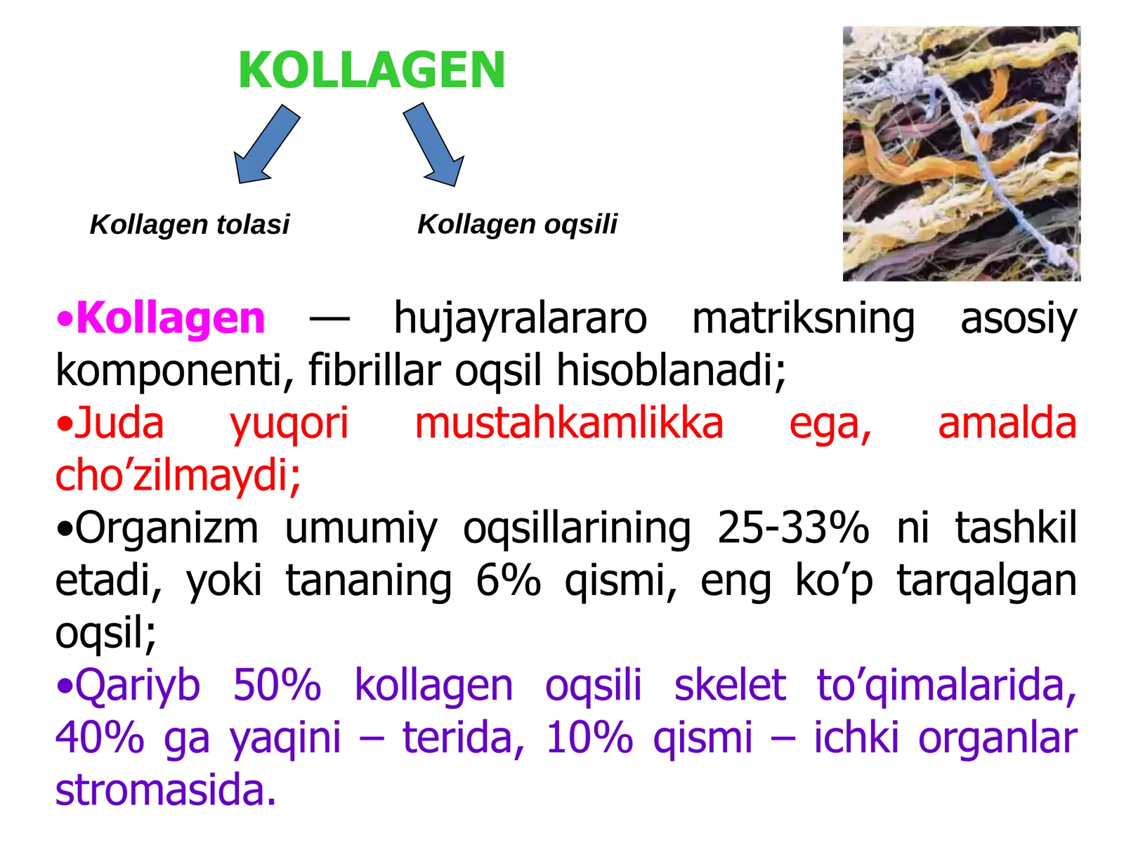 Kollagen Oqsili 3