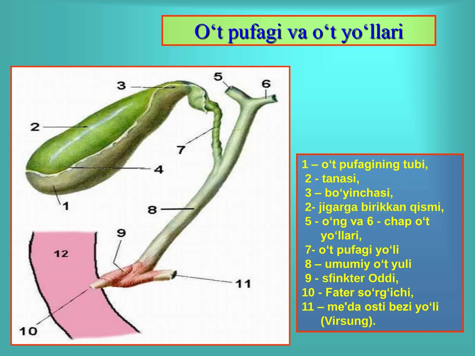 O„t ishlab chiqarish fiziologiyasi 3