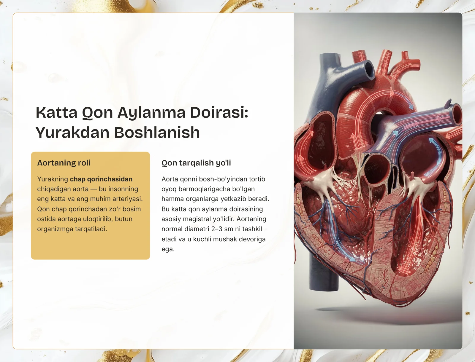Arteriyalar va Aorta 3