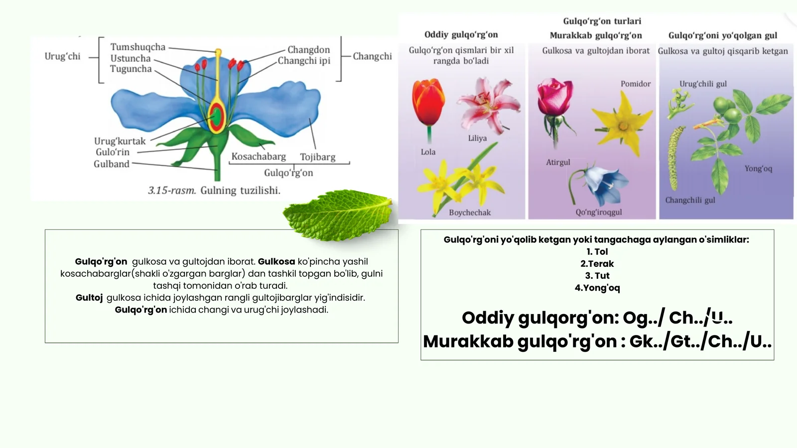 O'Simliklarning Generativ Organlari 3