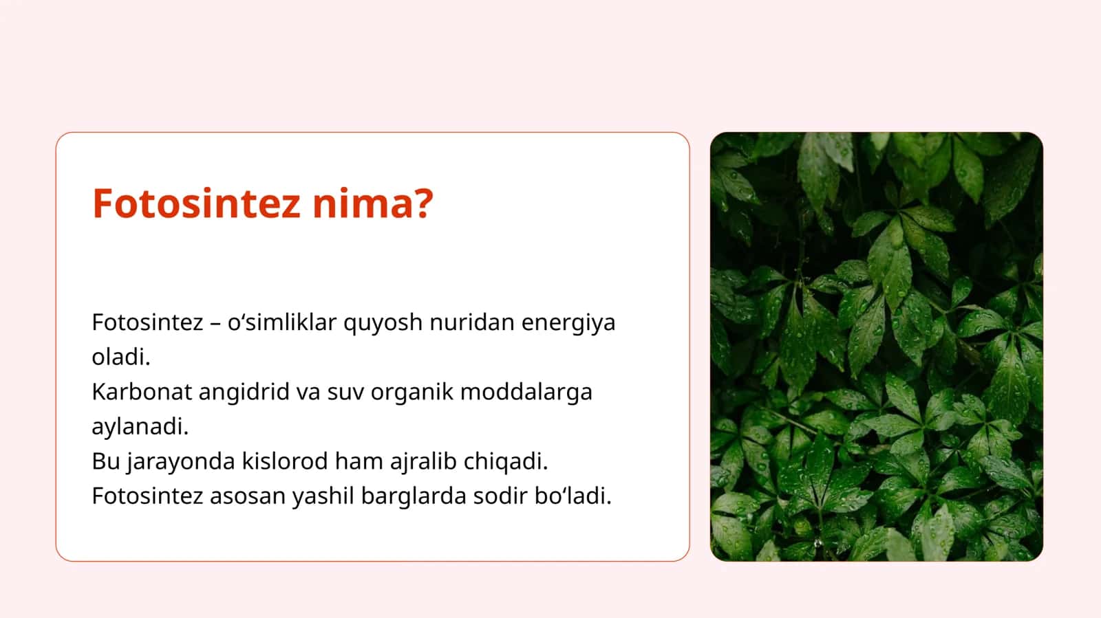 Fotosintez jarayoni 3