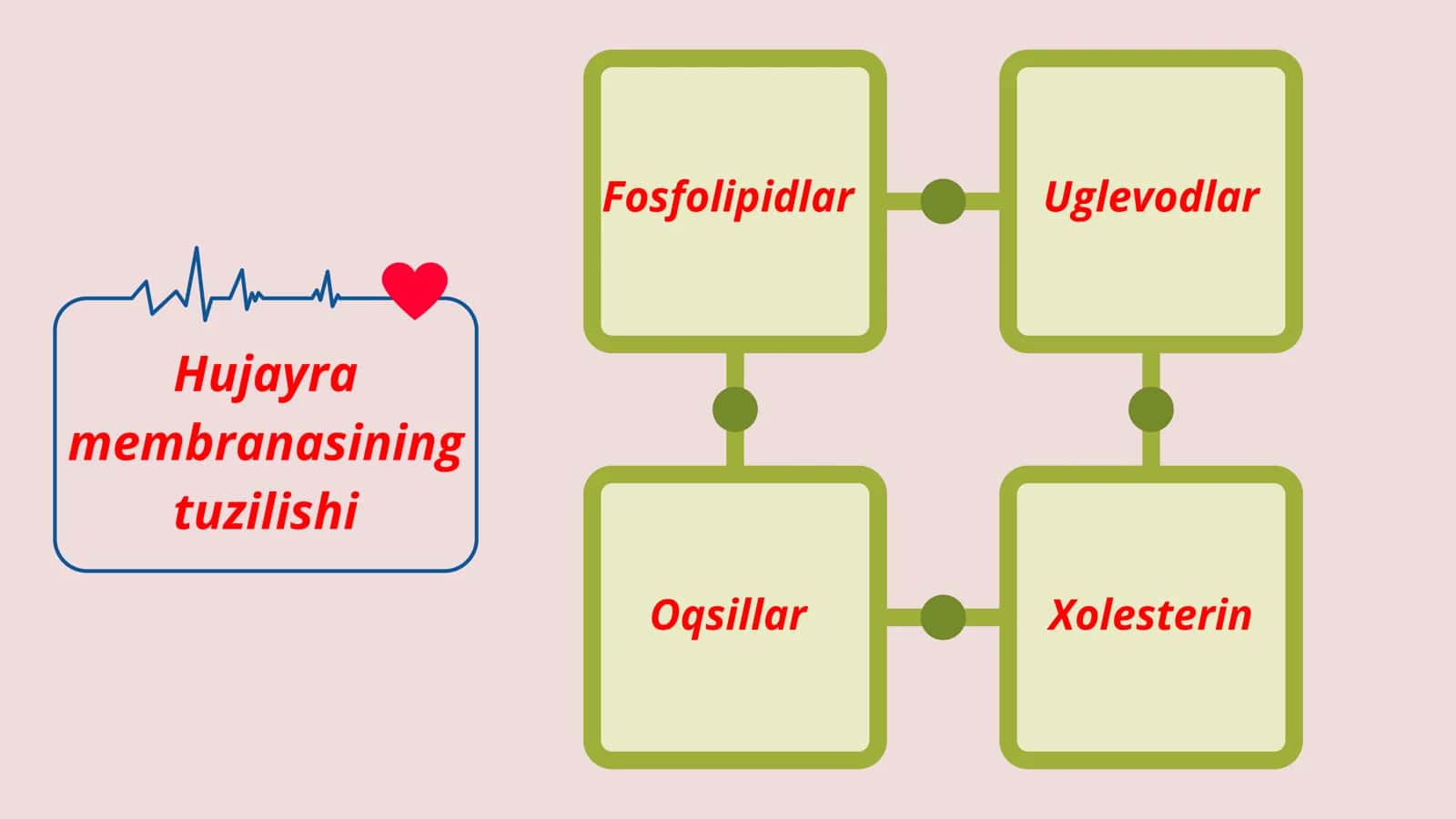 Hujayra fiziologiyasi. Hujayra membranasi tuzulishi.Ion kanallari turlari 3