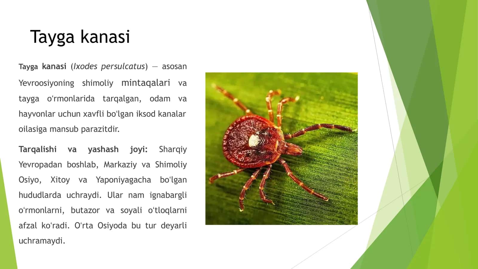 Tayga kanasi 3