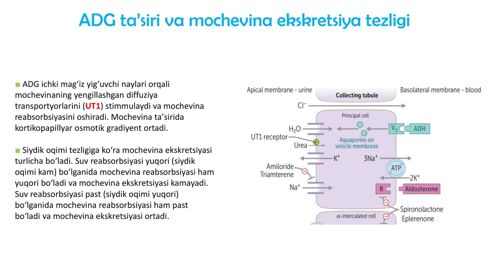 Mochevina (Urea) 3