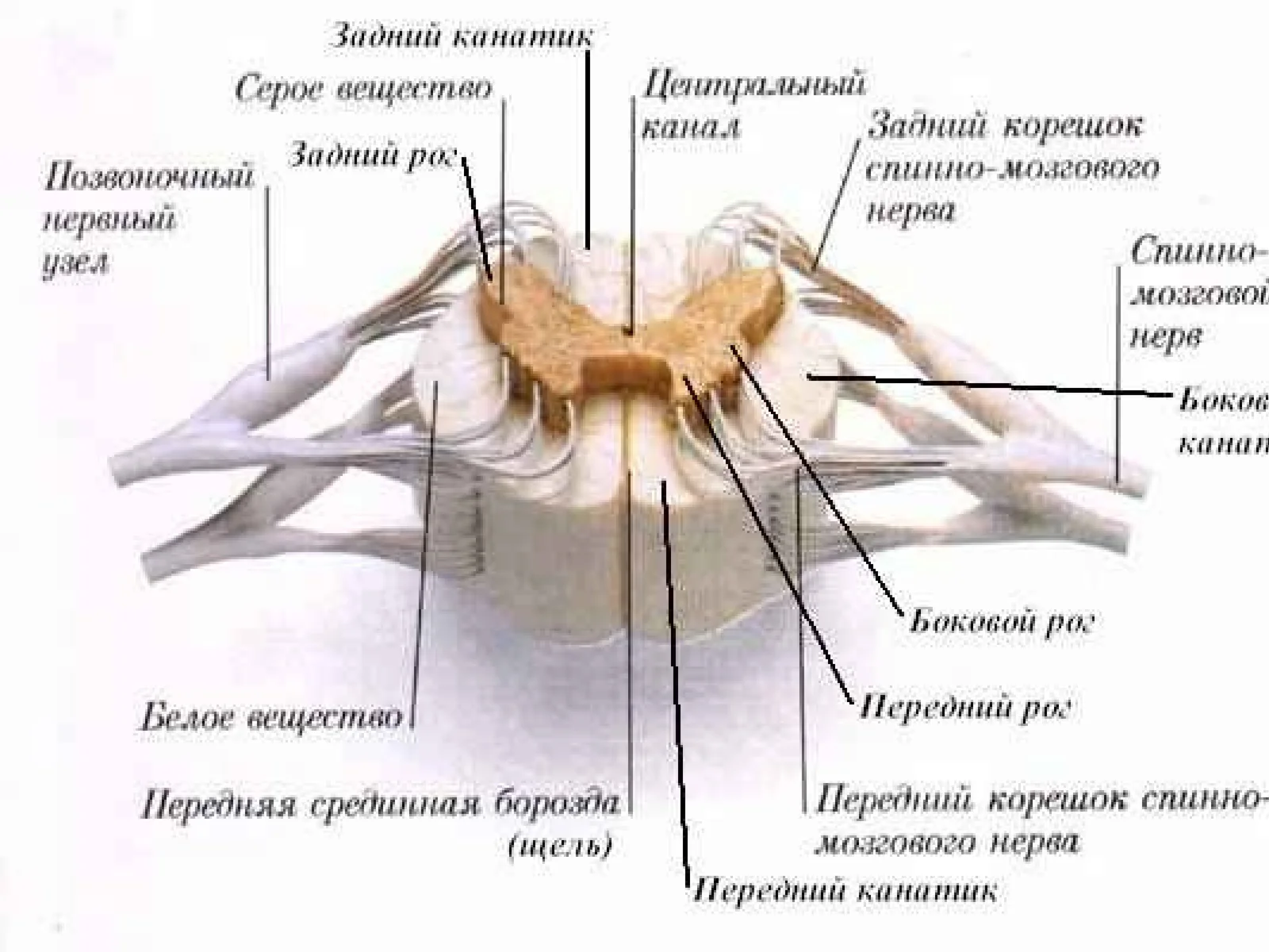 Асаб системасининг клиник анатомияси 3