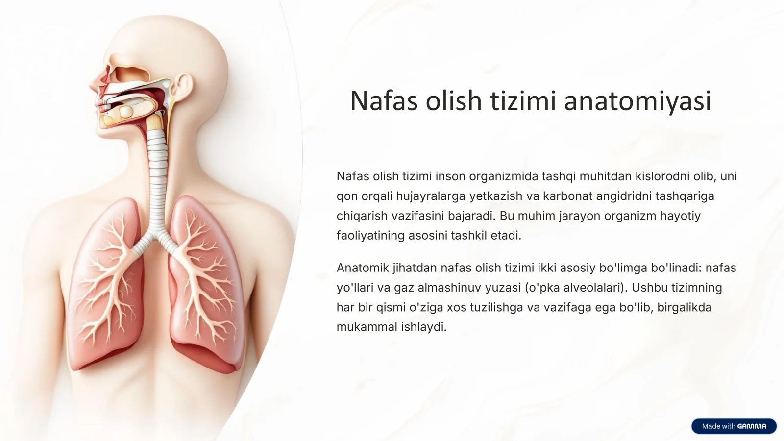 Nafas olish tizimi anatomiyasi 3