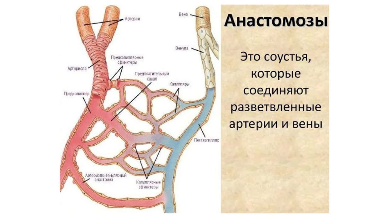 Kava-kaval va porto-kaval anastamozlar 3