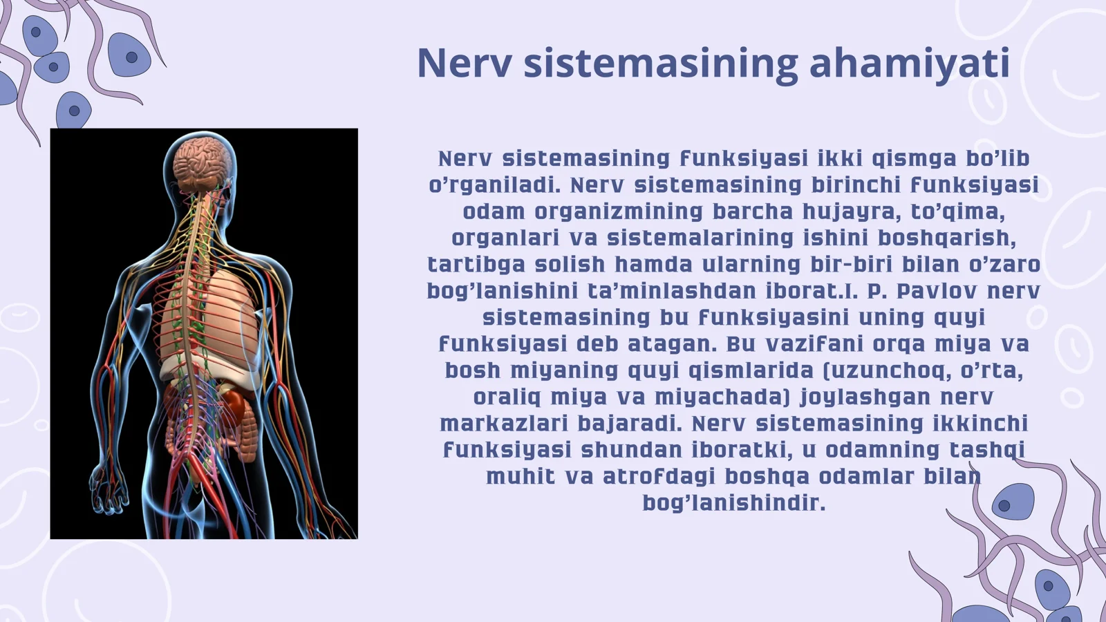 Nerv sistemasi 3