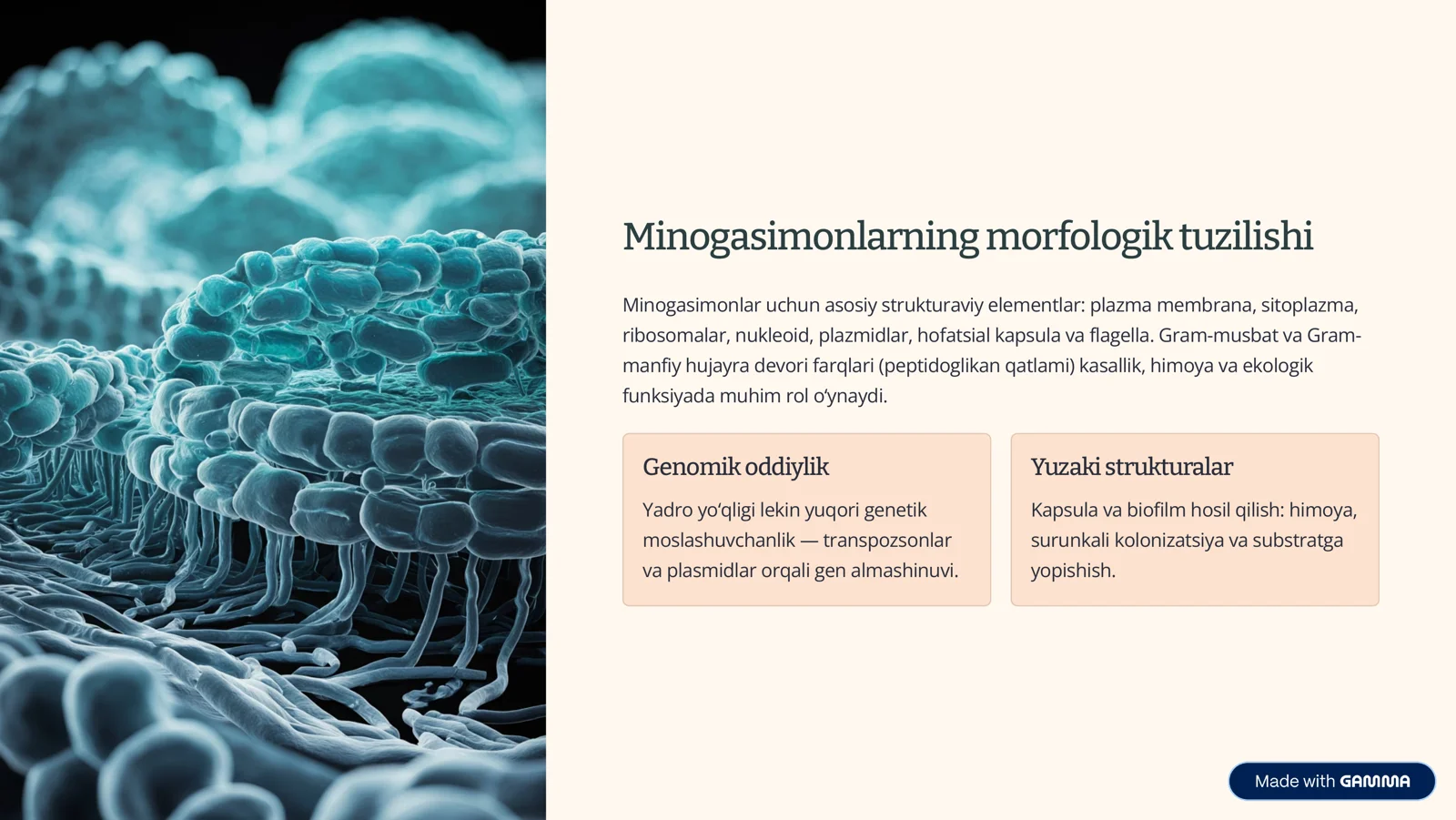 Minogasimonlar va Miksinalar 3
