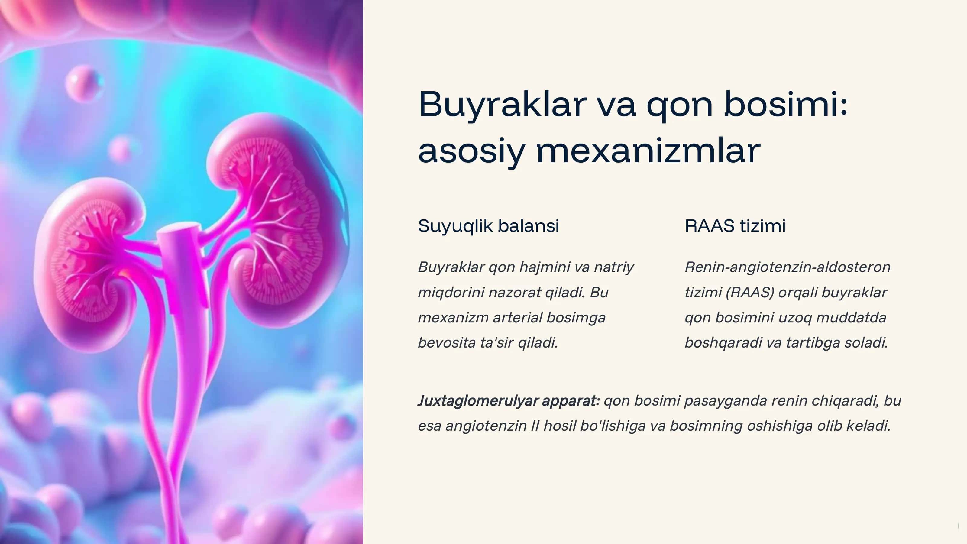 Arterial bosimni boshqarishda buyraklarning roli 3